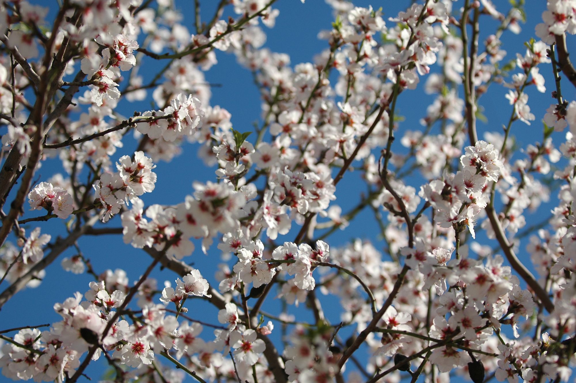 Blooming almond tree.